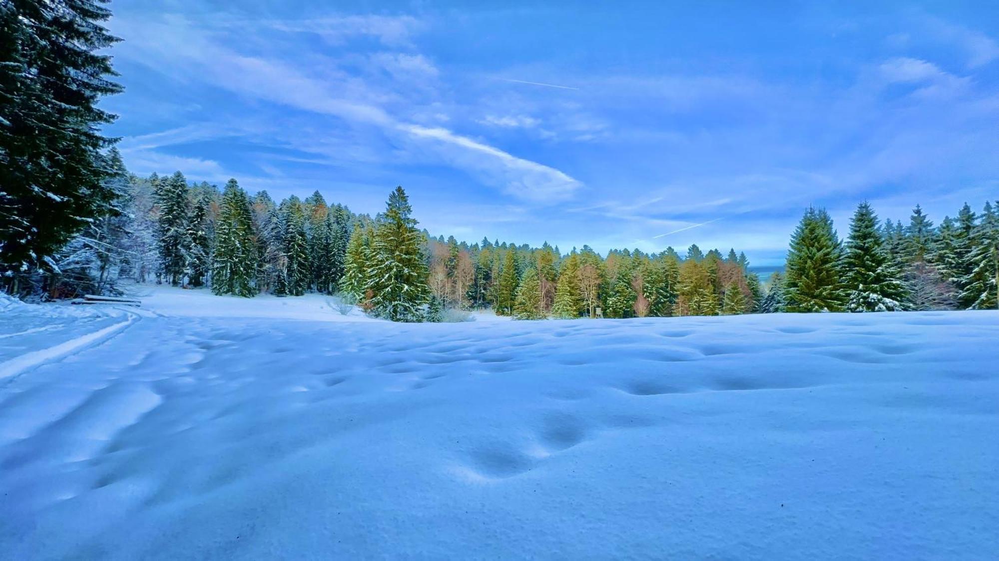Haus Schlageter Daire Dachsberg im Schwarzwald Dış mekan fotoğraf